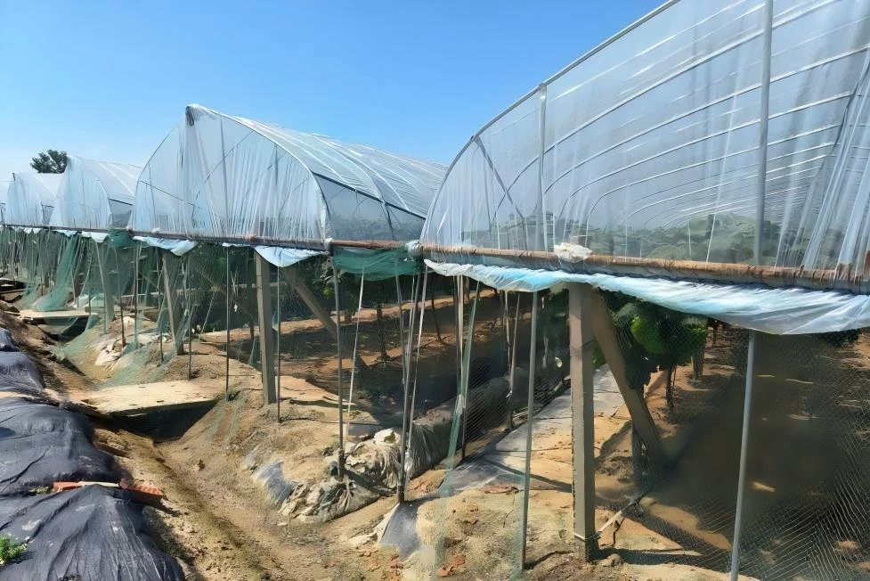 深入同大镇葡萄园开展智慧农业专题调研